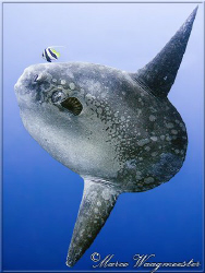 Ocean Sunfish (Mola mola) cleaned by bannerfish, Crystal ... by Marco Waagmeester 